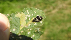 Desmogramma