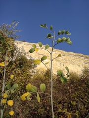 Colutea