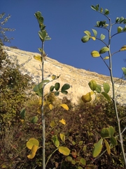 Colutea