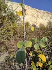 Colutea