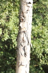 Melaleuca cajuputi cumingiana