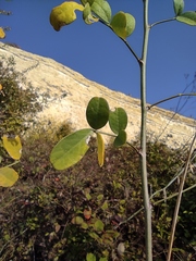 Colutea
