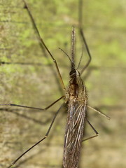 Anopheles plumbeus