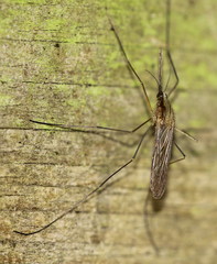 Anopheles plumbeus