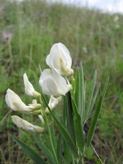 Lathyrus pannonicus