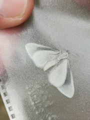 Lithostege duponcheli