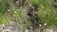 Pseudoselago ascendens