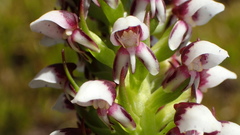 Disa obtusa