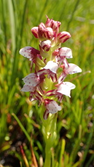 Disa obtusa