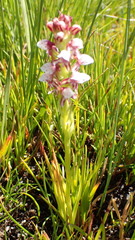 Disa obtusa