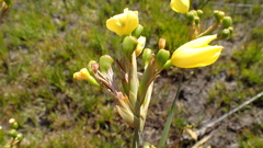 Bobartia gladiata