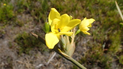 Bobartia gladiata