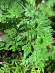 Asplenium dareoides