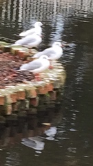 Chroicocephalus ridibundus