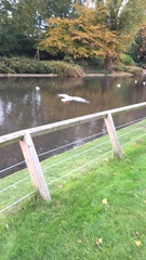 Chroicocephalus ridibundus