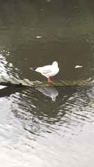 Chroicocephalus ridibundus