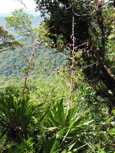 Beschorneria albiflora, photograph 5
