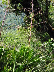 Beschorneria albiflora