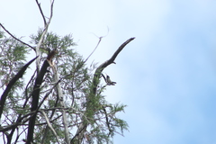 Phaeoptila sordida