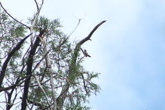 Phaeoptila sordida