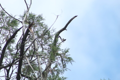 Phaeoptila sordida