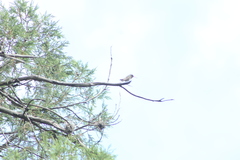 Phaeoptila sordida