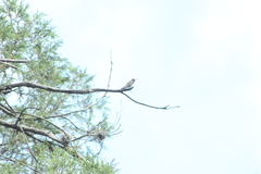 Phaeoptila sordida