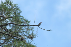Phaeoptila sordida