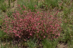 Indigofera hedyantha