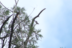 Phaeoptila sordida