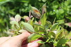 Salix silesiaca