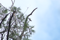 Phaeoptila sordida