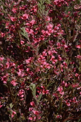 Indigofera hedyantha