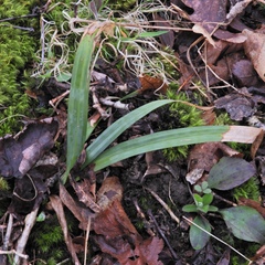 Carex laxiculmis