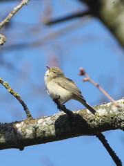 Phylloscopus trochilus
