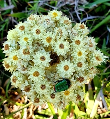 Leucocelis haemorrhoidalis