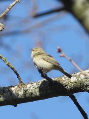 Phylloscopus trochilus