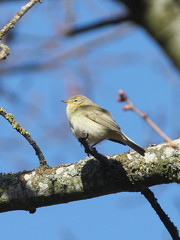 Phylloscopus trochilus