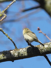 Phylloscopus trochilus