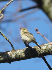 Phylloscopus trochilus