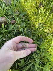 Pilosella flagellaris