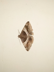 Lepidoptera