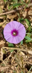 Ipomoea ternifolia