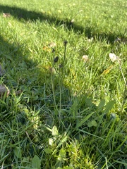 Pilosella flagellaris