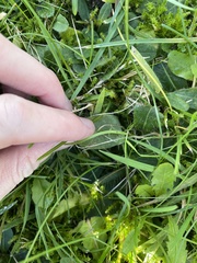 Pilosella flagellaris