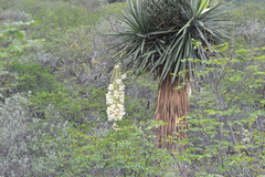Yucca filifera