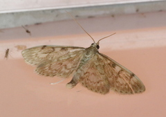 Anania coronata