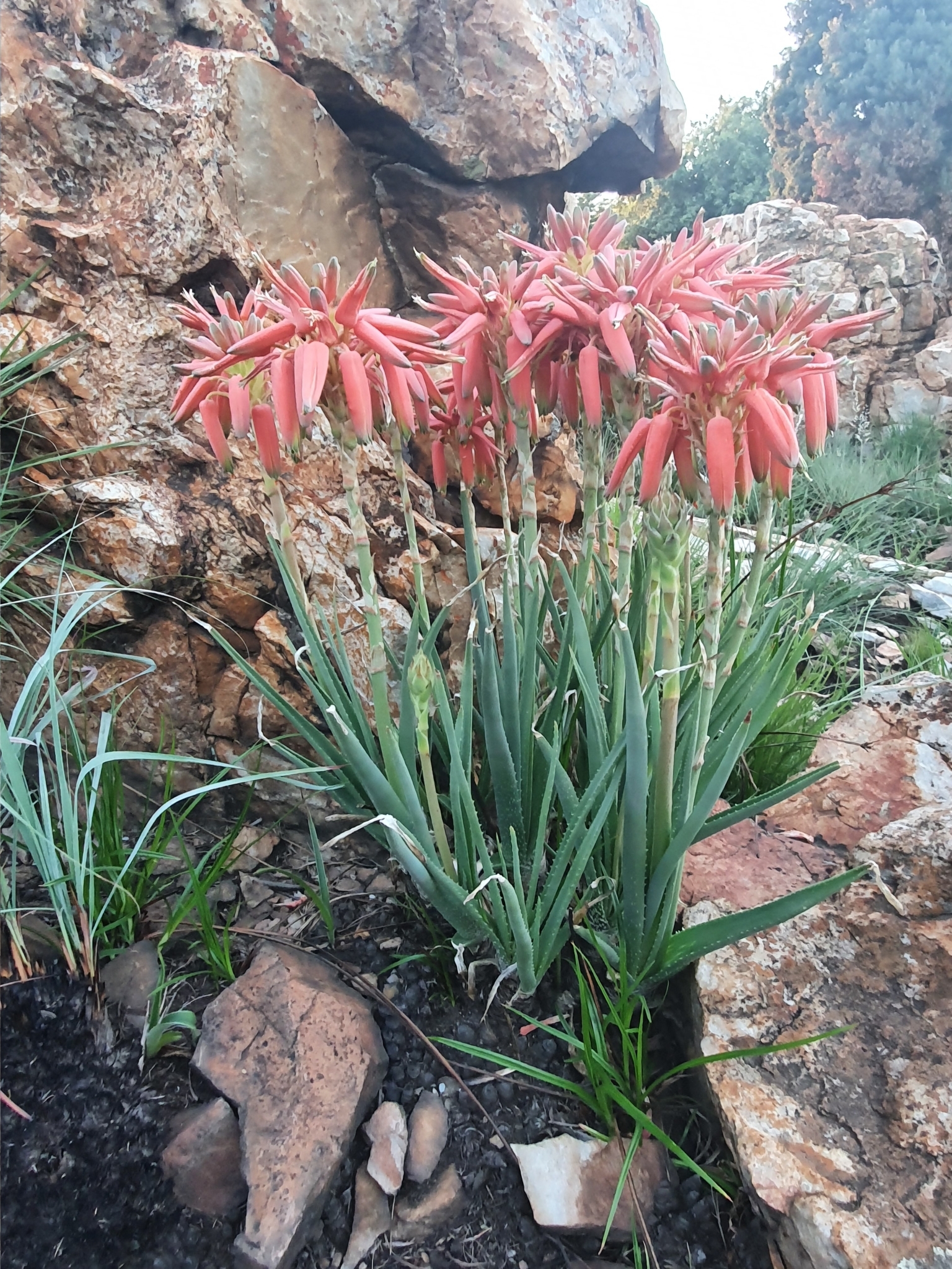 Aloe verecunda