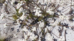 Pseudoselago ascendens