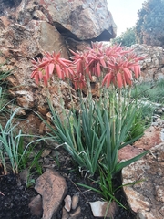 Aloe verecunda